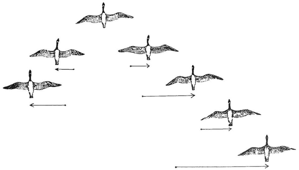 A flock of birds in a complex, non-led formation